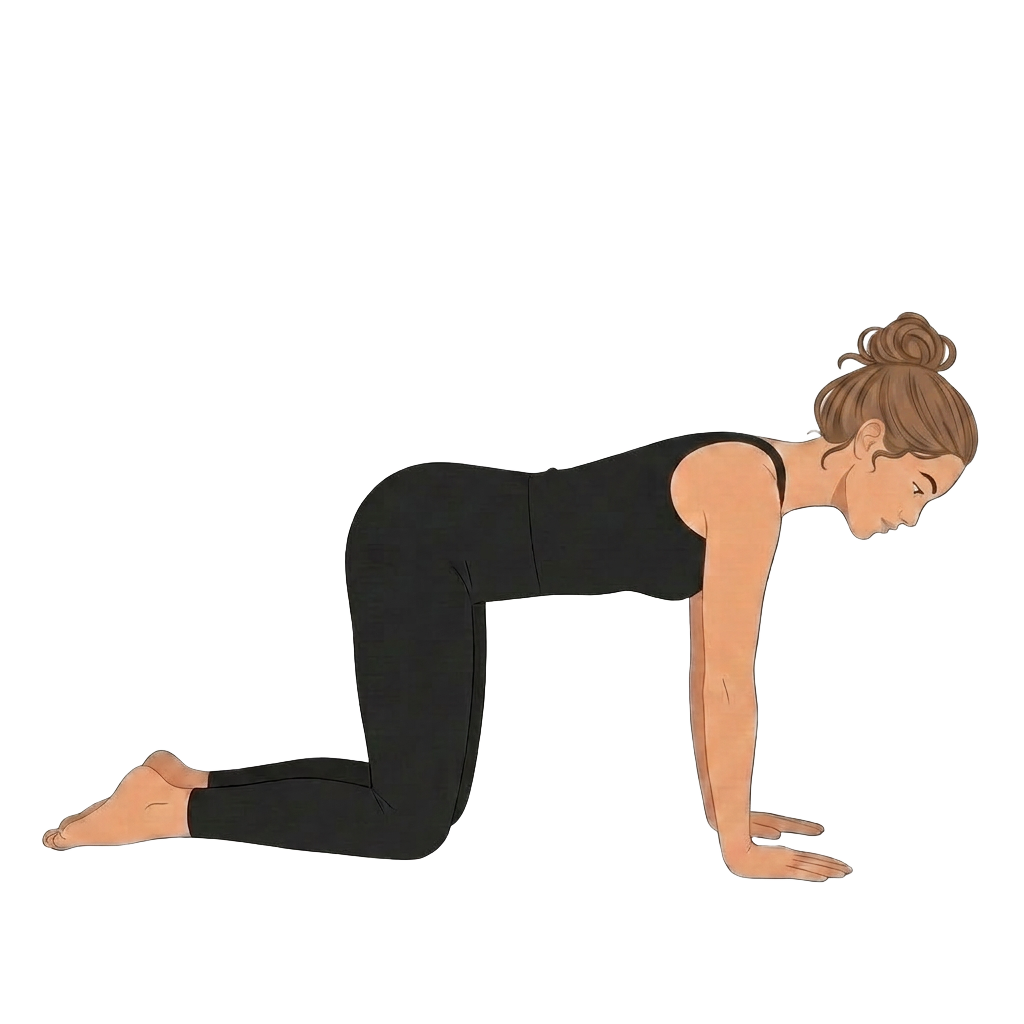 Illustration of cat cow stretch on hands and knees